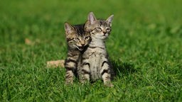 Zwei getigerte Jungkatzen sitzen auf einer Wiese
