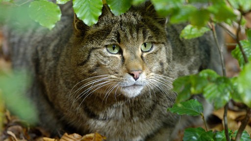 Eine Wildkatze sitzt in einem Wald zwischen Ästen und Laub 