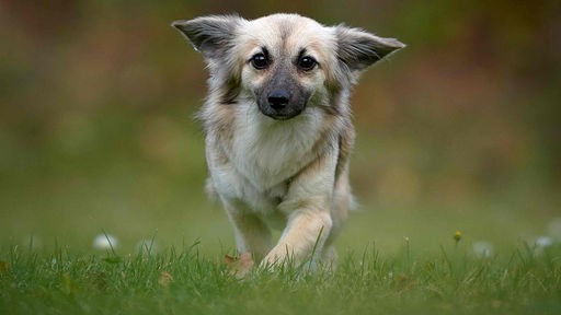 Kleiner Hund mit beigem Fell läuft über eine Wiese 