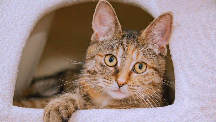 Eine getigerte Katze liegt in einem Katzenkorb 