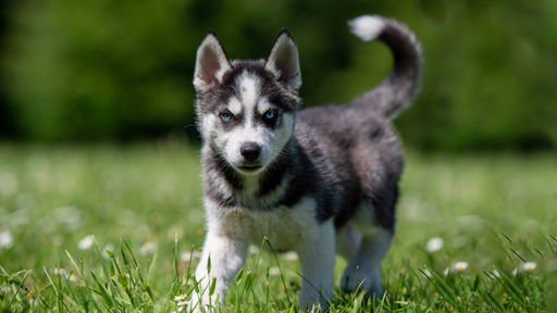 Kleiner Hund mit grau-weißem Fell und eisblauen Augen steht auf einer Wiese 