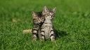 Zwei kleine getigerte Hauskatzen sitzen auf einer Wiese 