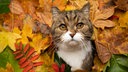 Eine getigerte Katze mit weißen Flecken im Herbstlaub 