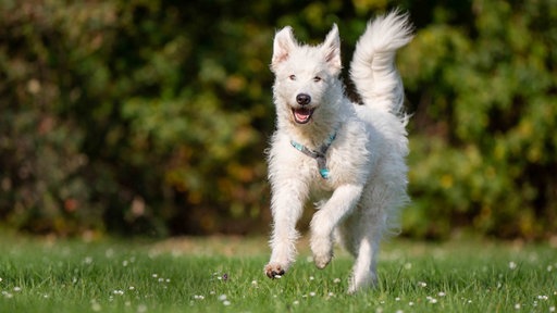 Ein Hund mit weißem wuscheligem Fell läuft über eine Wiese