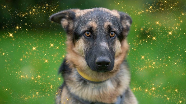 Ein Hund mit schwarz-braunem Fell und Funken im Hintergrund