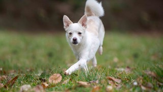 Ein Hund mit weißem Fell und überkreuzten Beinen auf einer Wiese 