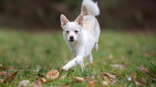 Ein Hund mit weißem Fell und überkreuzten Beinen auf einer Wiese