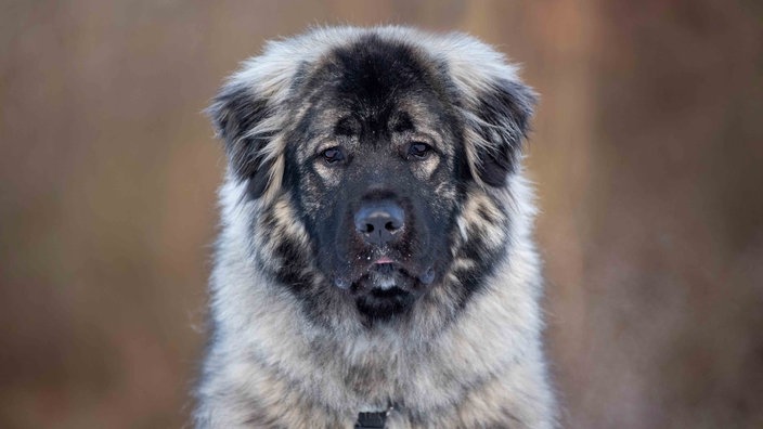 Ein Hund mit wuscheligem braun-beigem Fell in Nahaufnahme 