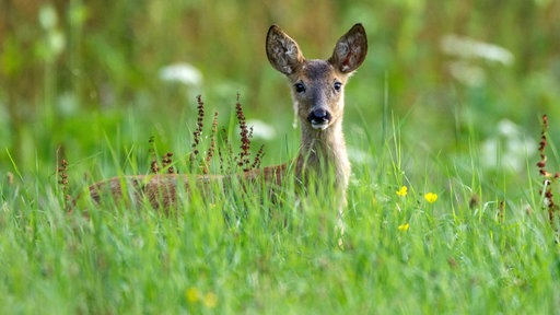 Rehkitz auf einer Wiese