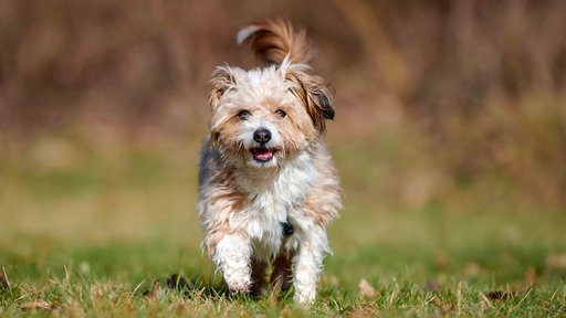 Ein Hund mit weiß-braunem wuscheligem Fell auf einer Wiese