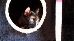 Kater mit schildpatt-farbenem Fell sitzt in einem Katzenkorb und schaut seitlich hinaus 
