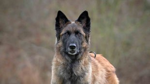 Hund mit braun-schwarzem Fell in Nahaufnahme 