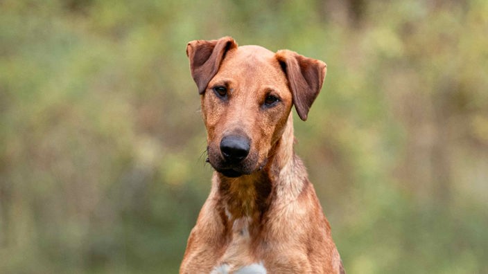 Hund mit braunem kurzem Fell in Nahaufnahme 