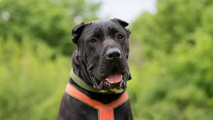 Großer schwarzer Hund mit einem zerknautschtem Gesicht