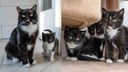 Collage aus einer Katzenmama mit ihren vier Kitten 