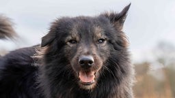 Hund mit langem schwarz-braunem Fell schaut hechelnd in die Kamera 