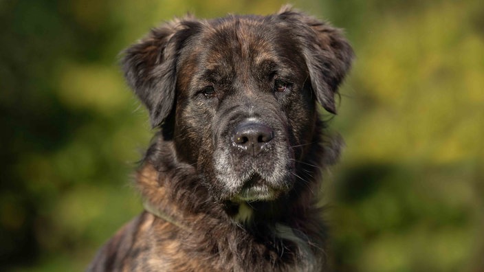 Ein Hund mit gestromtem wuscheligem Fell und weißen Flecken in Nahaufnahme 