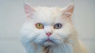 Katze mit langem weißen Fell und einem grünen und einem blauen Auge in Nahaufnahme 