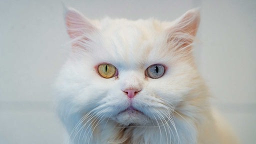 Katze mit langem weißen Fell und einem grünen und einem blauen Auge in Nahaufnahme 