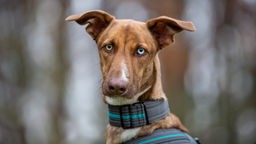 Braun-weißer Hund mit zwei verschiedenen Augenfarben schaut in die Kamera und trägt ein grau-blaues Halsband