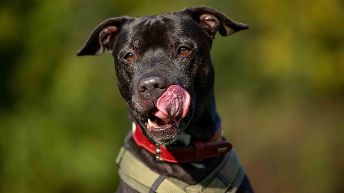 Ein Hund mit schwarzem Fell in Nahaufnahme 