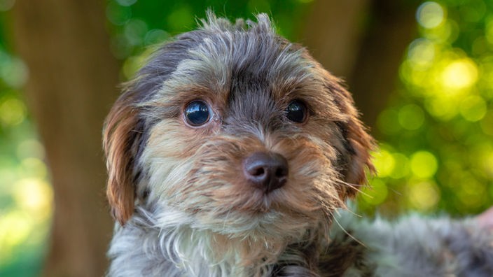 Grau-Beige gestromter kleiner Hund mit wuscheligem Fell