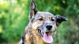 Ein Hund mit braun-schwarzem Fell hechelnd in Nahaufnahme 