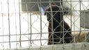 Schwarzer kleiner Hund sitzt hinter Gittern 