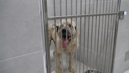Beiger Hund ist in einem kleinen Käfig eingesperrt 