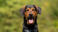 Ein großer Hund mit schwarz-braunem Fell und Schlappohren in Nahaufnahme 