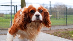 Ein Hund mit langem rotbraun-weißem Fell 