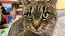 Braun-grau getigerte Katze mit grünen Augen schaut in die Kamera