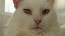 Katze mit weißem Fell und grünen Augen in Nahaufnahme 