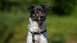 Hund mit tricolor-farbigem Fell in Nahaufnahme 