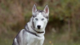 Hund mit silber-weißem Fell und eisblauen Augen in Nahaufnahme 