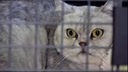 Eine grau-getigerte Katze mit grüngelben Augen hinter einem Gitter 