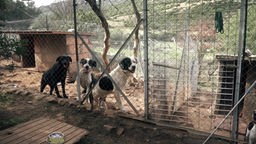 Hunde hinter einem Zaun 