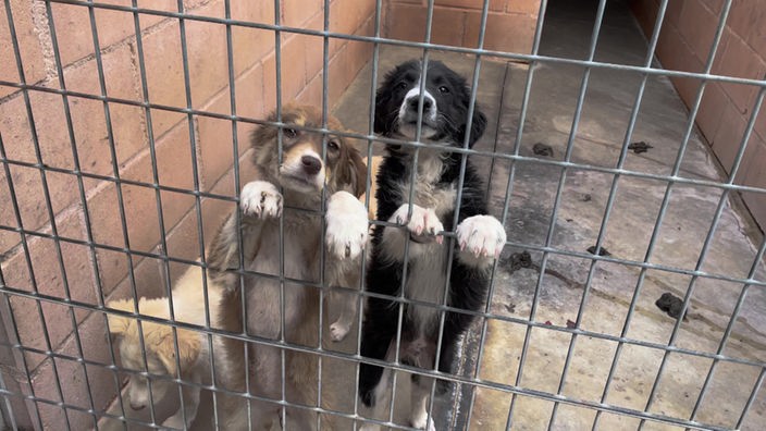Drei Hunde hinter Gittern in einem Zwinger, zwei stehen mit den Vorderpfoten auf dem Gitter und betteln