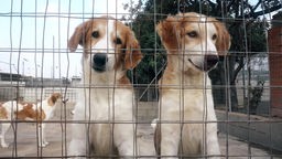 Zwei Hunde hinter einem Zaun