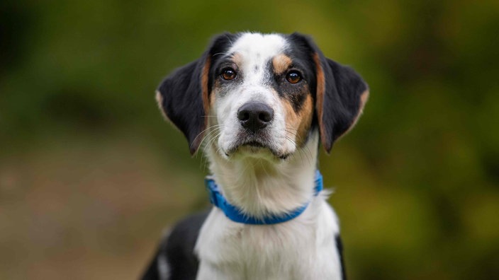 Ein Hund mit dreifarbigem Fell und blauem Halsband in Nahaufnahme 