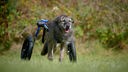 Mittelgroßer Hund mit braun-grauem Fell und Hunderollstuhl auf einer Wiese 