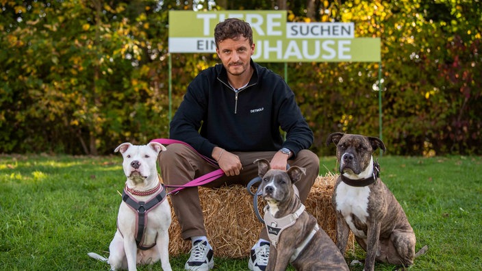 Podcaster Tommi Schmitt sitzt auf einem Strohballen und hat drei Hunde an der Leine 