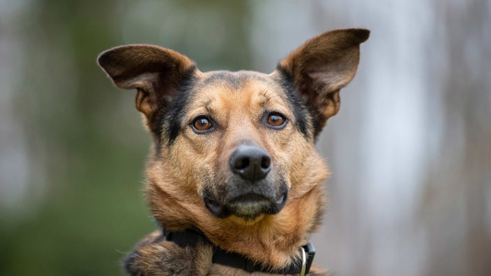 Schwarz-brauner Hund mit senkrechten Ohren schaut in die Kamera