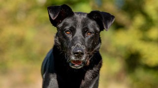 Schwarzer Hund mit braunen Augen 