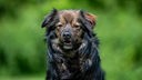 Hund mit dunkelbraunem langem Fell in Nahaufnahme 