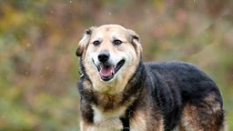 Ein Hund mit schwarz-braunem Fell hechelnd in Nahaufnahme 