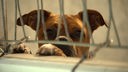 Ein brauner Hund schaut durch Gitterstäbe