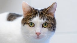 Katze mit weiß-getigertem Fell und grünen Augen in Nahaufnahme 