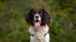 Hund mit braun-weißem langem Fell und rausgestreckter Zunge in Nahaufnahme 