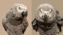 Collage von grauen Papageien, der Hintergrund ist beige 